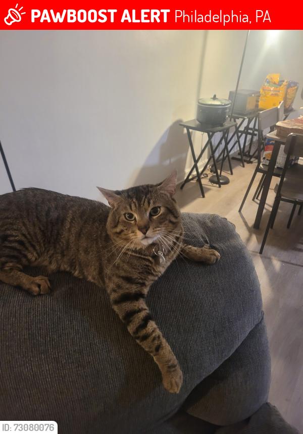 Lost Male Cat last seen Bleigh Avenue across from St. Bernard's, Philadelphia, PA 19136
