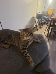 Lost Male Cat last seen Bleigh Avenue across from St. Bernard's, Philadelphia, PA 19136