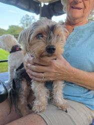 Reunited Female Dog last seen Pinehurst and St Andrews Bvld, Lady Lake, FL 32159