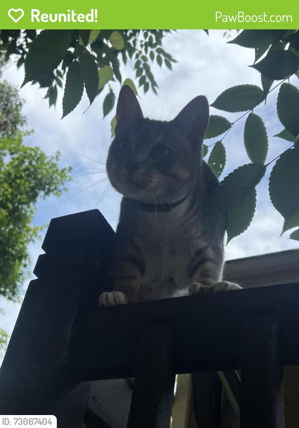 Reunited Male Cat last seen Annawon Ct, Severn, MD 21076