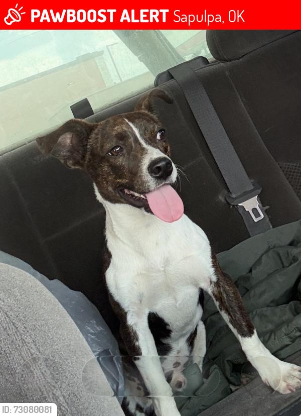 Lost Male Dog last seen Near south 49th west avenue, Sapulpa, OK 74066