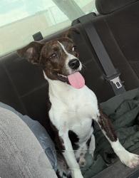 Lost Male Dog last seen Near south 49th west avenue, Sapulpa, OK 74066