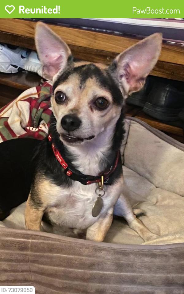 Reunited Male Dog last seen Myers Corners Rd by Red Barn Nursery also could be by poughkeepsie downtown, Wappingers Falls, NY 12590