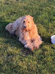 Reunited Unknown Dog last seen Near tuskegee pl, Colorado Springs, CO 80915