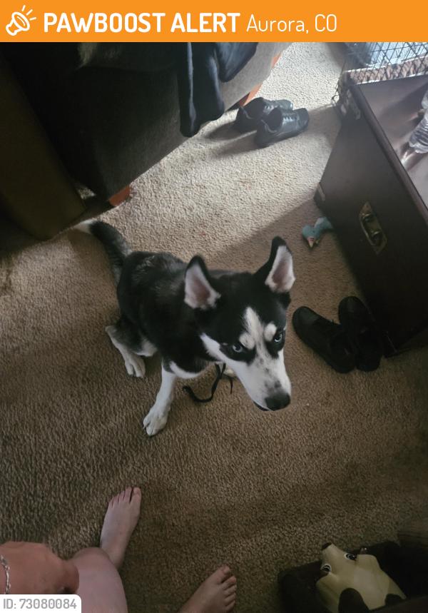 Found/Stray Male Dog last seen Dallas and colfax, Aurora, CO 80010