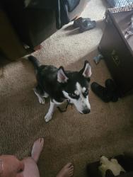 Found/Stray Male Dog last seen Dallas and colfax, Aurora, CO 80010