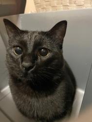 Lost Male Cat last seen Florence Blvd - In like the King Science area, Omaha, NE 68110