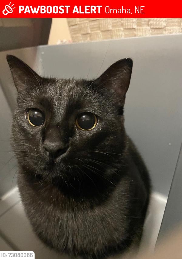 Lost Male Cat last seen Florence Blvd - In like the King Science area, Omaha, NE 68110