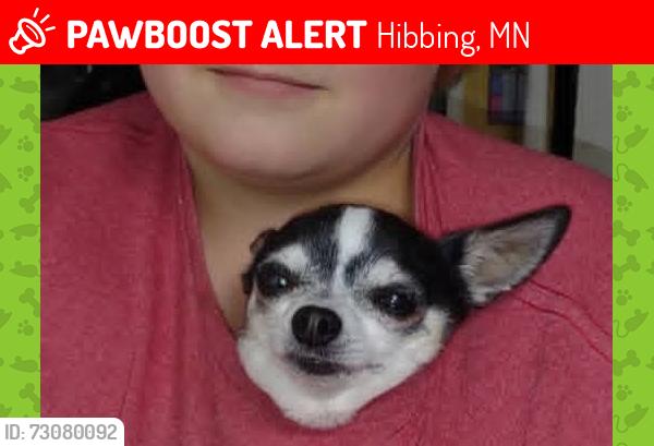 Lost Male Dog last seen Lowes, Hibbing, MN 55746