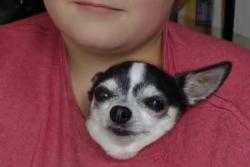 Lost Male Dog last seen Lowes, Hibbing, MN 55746