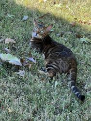 Lost Male Cat last seen Almaville Market, Arrington, TN 37014