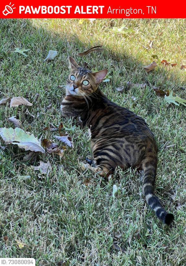 Lost Male Cat last seen Almaville Market, Arrington, TN 37014