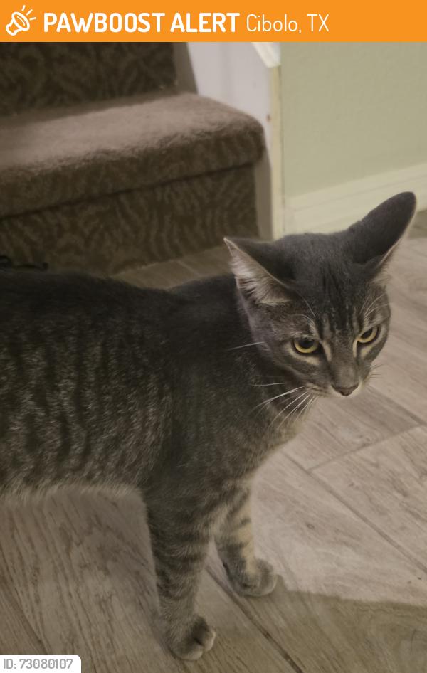 Found/Stray Female Cat last seen Deer Creek and Storm Mtn, Cibolo, TX 78108