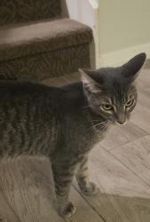Found/Stray Female Cat last seen Deer Creek and Storm Mtn, Cibolo, TX 78108