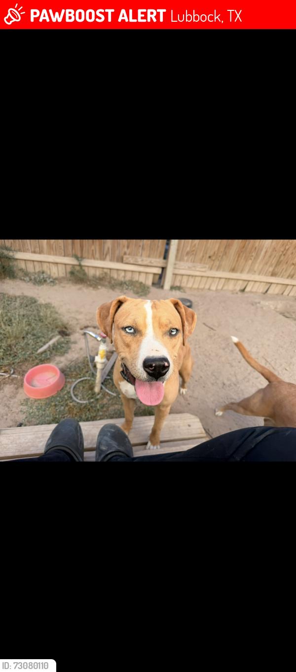 Lost Male Dog last seen 19th and research, Lubbock, TX 79407