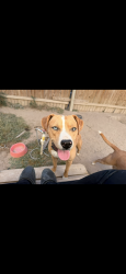 Lost Male Dog last seen 19th and research, Lubbock, TX 79407