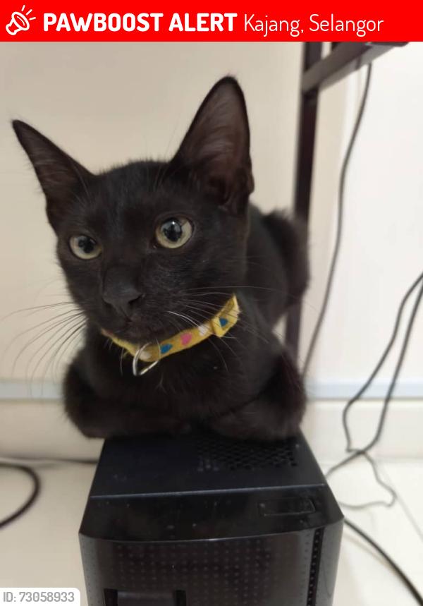 Lost Male Cat last seen Saujana impian, Kajang,, Kajang, Selangor 