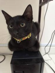 Lost Male Cat last seen Saujana impian, Kajang,, Kajang, Selangor 