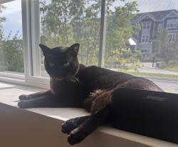 Reunited Male Cat last seen Oak Creek Plaza, Mundelein, IL 60060