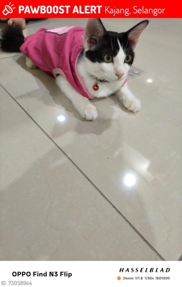 Lost Male Cat last seen Saujana impian, IMPIAN MAKMUR 1, Kajang, Selangor 