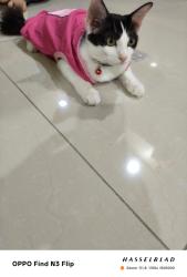 Lost Male Cat last seen Saujana impian, IMPIAN MAKMUR 1, Kajang, Selangor 