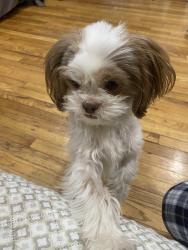 Reunited Female Dog last seen Holly Avenue and Cedar street , Hempstead, NY 11550
