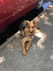 Found/Stray Unknown Dog last seen Carver rd, Modesto, CA 95350