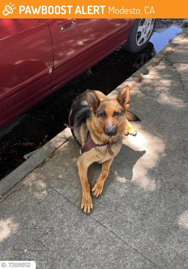 Found/Stray Unknown Dog last seen Carver rd, Modesto, CA 95350