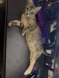 Lost Female Cat last seen Near Bryant st, Yucaipa, CA 92399