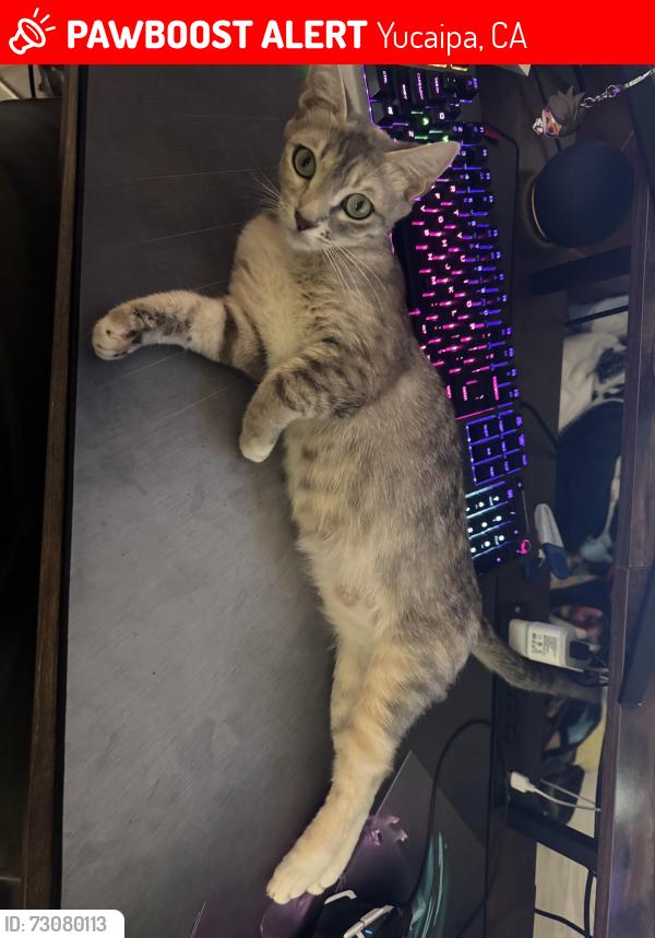Lost Female Cat last seen Near Bryant st, Yucaipa, CA 92399