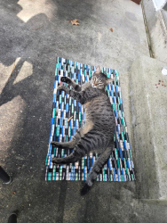 Found/Stray Unknown Cat last seen S Panther Creek Dr, The Woodlands, TX 77381