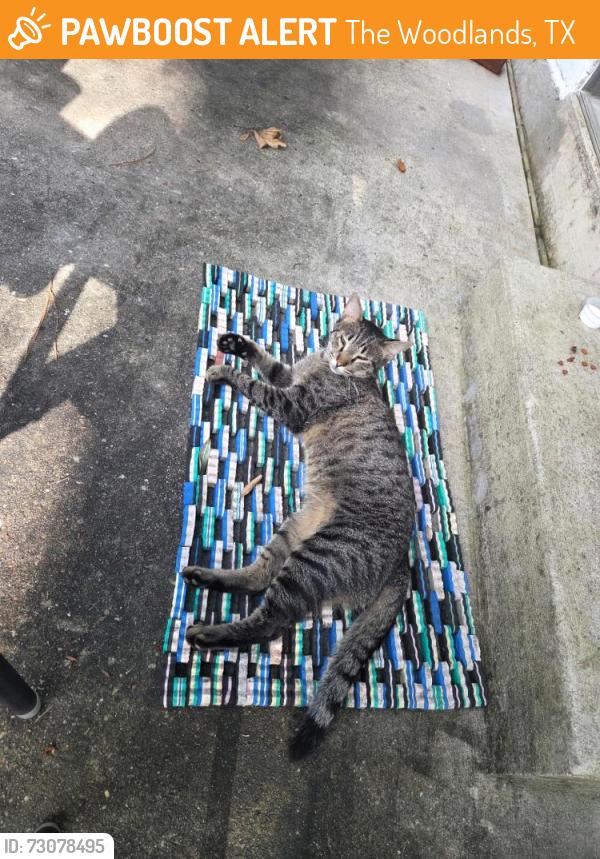 Found/Stray Unknown Cat last seen S Panther Creek Dr, The Woodlands, TX 77381