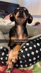 Reunited Female Dog last seen Whispering pines, Largo, FL 33771