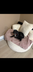 Lost Female Dog last seen Locust & center 10th st, Milwaukee, WI 53206
