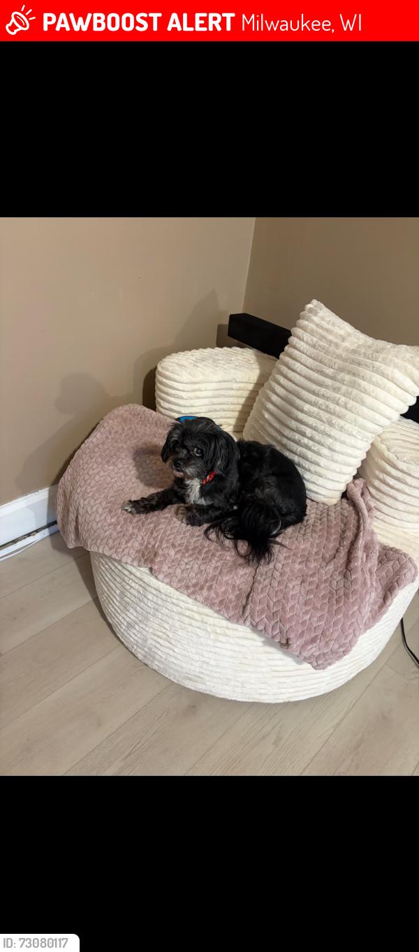Lost Female Dog last seen Locust & center 10th st, Milwaukee, WI 53206