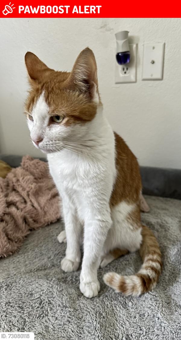Lost Male Cat last seen Starfarms - Hatchery way, Lakewood Ranch, FL 34211