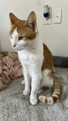 Lost Male Cat last seen Starfarms - Hatchery way, Lakewood Ranch, FL 34211
