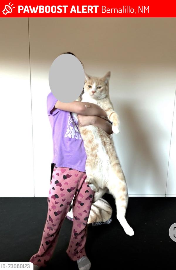 Lost Male Cat last seen Near Lucas ln, Bernalillo, NM 87004
