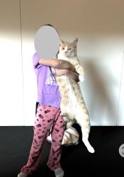 Lost Male Cat last seen Near Lucas ln, Bernalillo, NM 87004