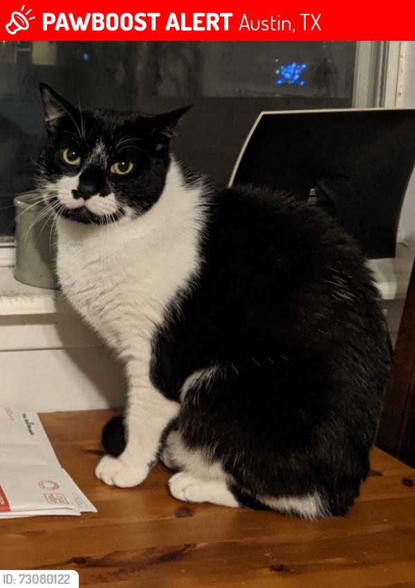 Lost Male Cat last seen Between the fences of 1307 and 1305 Webberville Road, Austin, TX 78721
