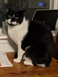 Lost Male Cat last seen Between the fences of 1307 and 1305 Webberville Road, Austin, TX 78721