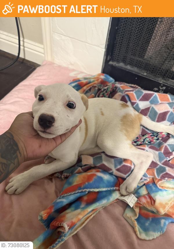 Found/Stray Female Dog last seen Tanglewilde St, Houston, TX 77063
