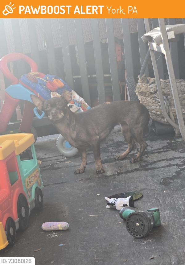 Found/Stray Female Dog last seen Lamour street, York, PA 17403