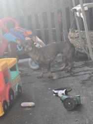 Found/Stray Female Dog last seen Lamour street, York, PA 17403