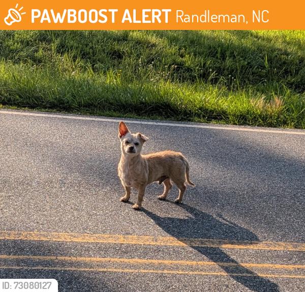 Found/Stray Male Dog last seen Fred Lineberry Rd near Victory Junction, Randleman, NC 27317