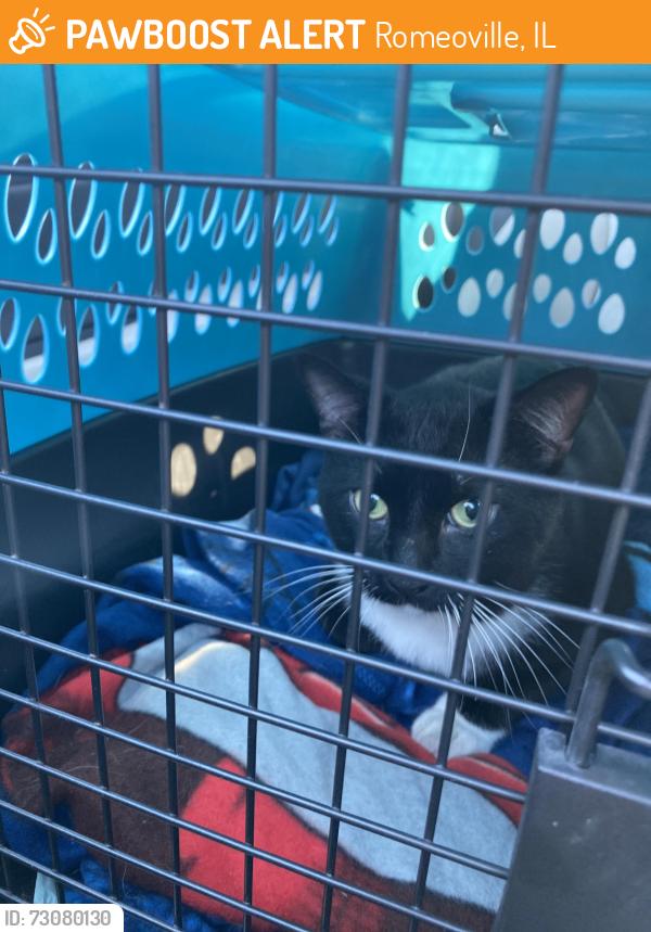 Found/Stray Male Cat last seen Romeoville, Romeoville, IL 60446
