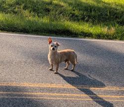 Found/Stray Male Dog last seen Fred Lineberry Rd near Victory Junction, Randleman, NC 27317