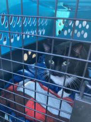 Found/Stray Male Cat last seen Romeoville, Romeoville, IL 60446