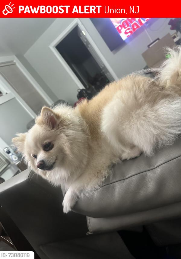 Lost Female Dog last seen Near vauxhall rd, Union, NJ 07083