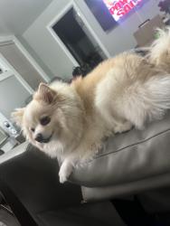 Lost Female Dog last seen Near vauxhall rd, Union, NJ 07083